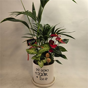 מיקס צמחים אנטוריום דקל קנציה וסינגוניום