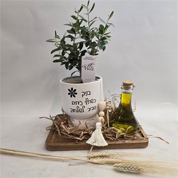 מארז זית ננסי ושמן