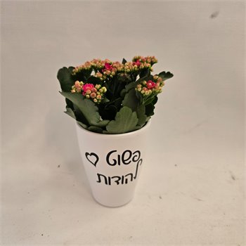 ניצנית "פשוט להודות"