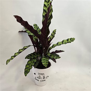 קלתאה "תודה על הלא מובן מאליו"