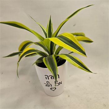 דרצנה ליים "תודה מכל הלב"