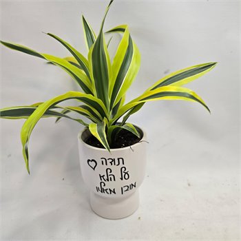 דרצנה ליים "תודה על הלא מובן מאליו"