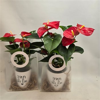 אנטוריום בשקית "תודה מכל הלב"