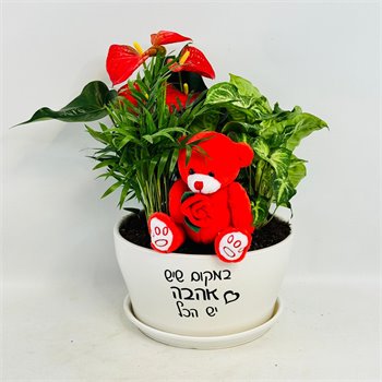 מיקס אנטוריום חמדוריאה וסינגוניום