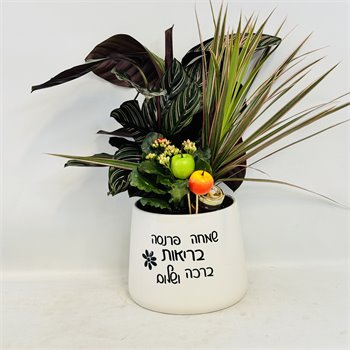 קלתאה אורנטה דרצנה וניצנית