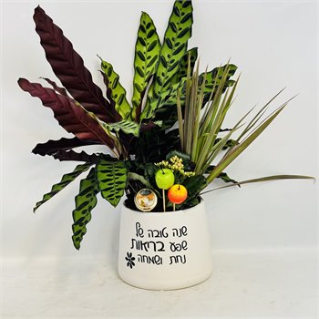 קלתאה אינסיגניס דרצנה וניצנית
