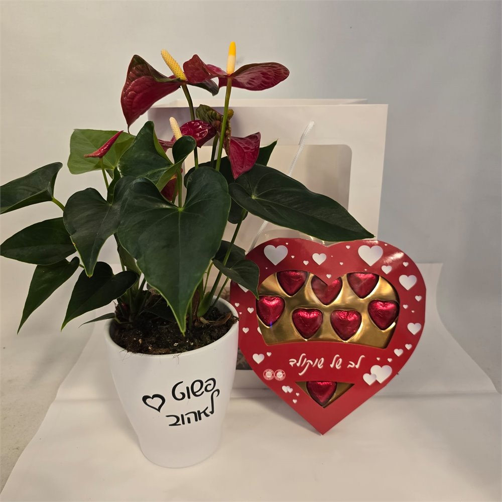 שקית אנטוריום "פשוט לאהוב"ושוקולד