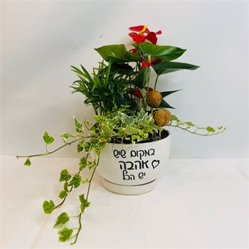 מיקס אנטוריום חמדוריאה וקיסוס