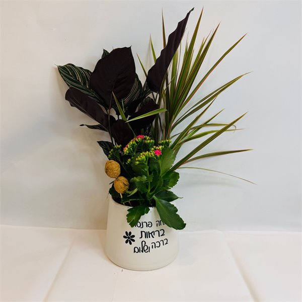 מיקס קלתאה אורנטה דרצנה וניצנית