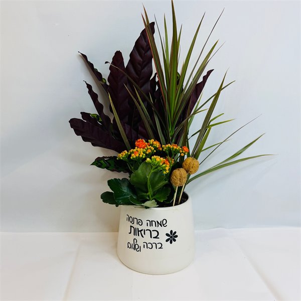 מיקס קלתאה איסיגניס דרצנה וניצנית