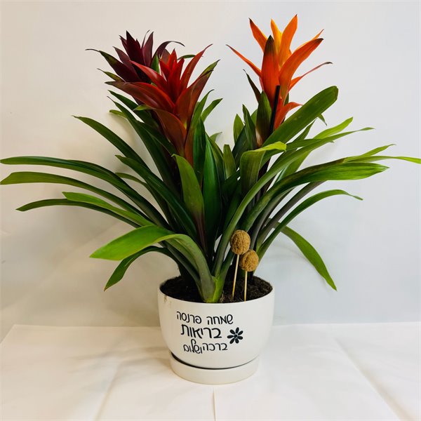 גוזמניות "שמחה פרנסה בריאות ברכה ושלום"