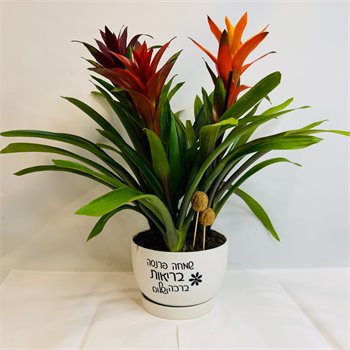 גוזמניות "שמחה פרנסה בריאות ברכה ושלום"