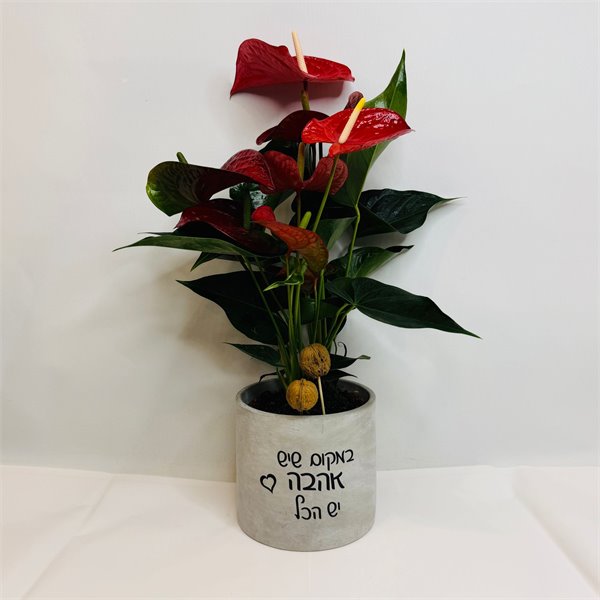 אנטוריום "במקום שיש אהבה יש הכל"