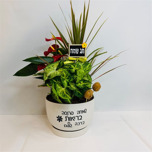 מיקס אנטוריום דרצנה וסינגוניום