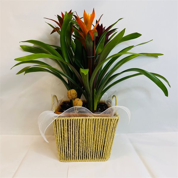 גוזמניות בכלי קש