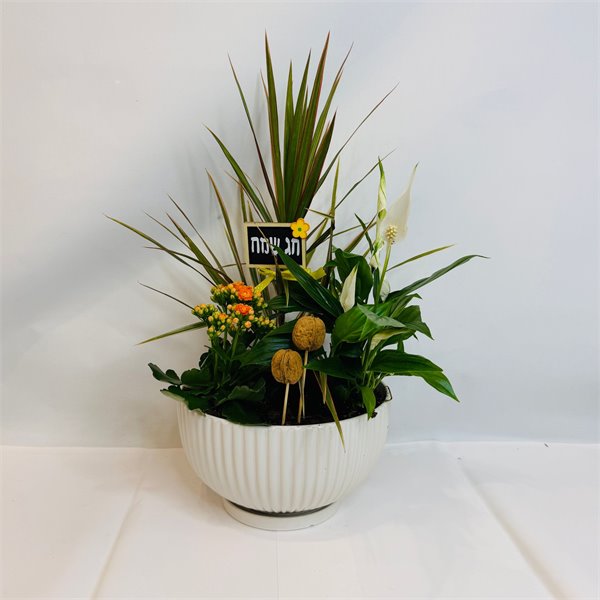 מיקס ספטפילום דרצנה וניצנית  