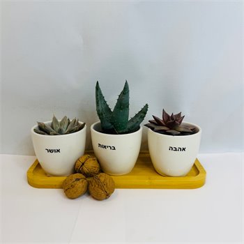 מגש סוקולטים