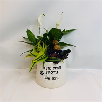 מיקס ספטפילום דרצנה ליים וסגלית 