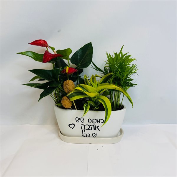 מיקס אנטוריום חמדוריאה ודרצנה ליים