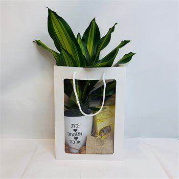 שקית דרצנה מסינגנה ושוקולד