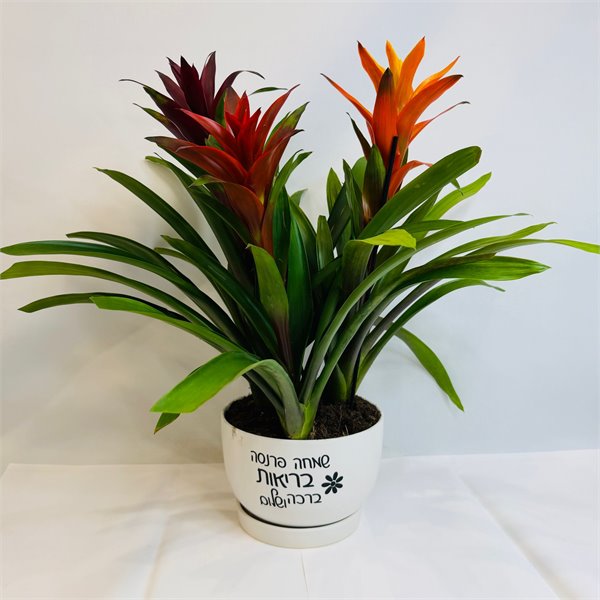 גוזמניות "שמחה פרנסה בריאות ברכה ושלום"